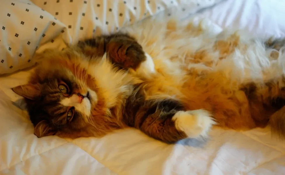 raças de gato: ragamuffin deitado