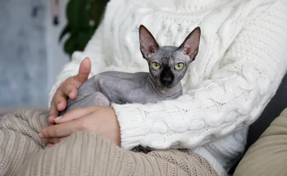 raças de gato: sphynx no colo de mulher