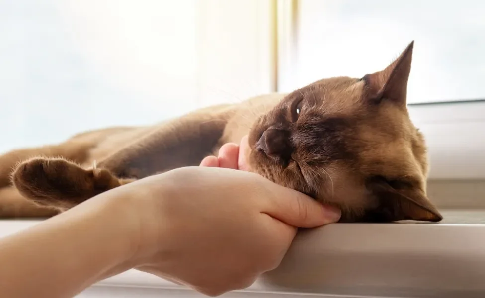 raças de gato: birmanês dormindo