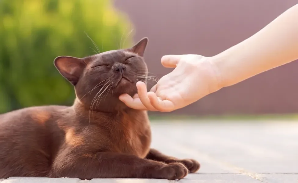 gato birmanês recebendo carinho