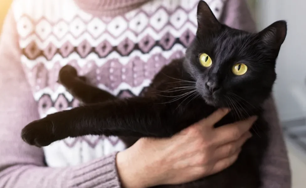 raças de gato: bombaim no colo de humano