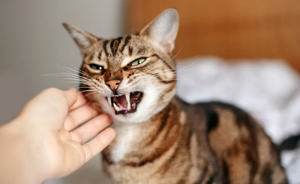 gato bravo com dentes à mostra tentando morder mão do dono