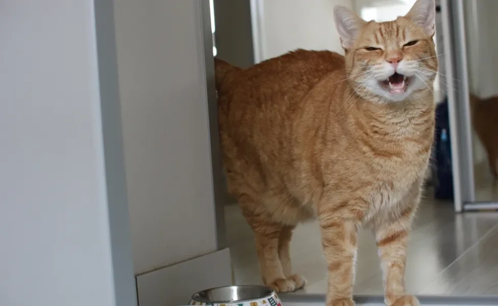 gato chorando