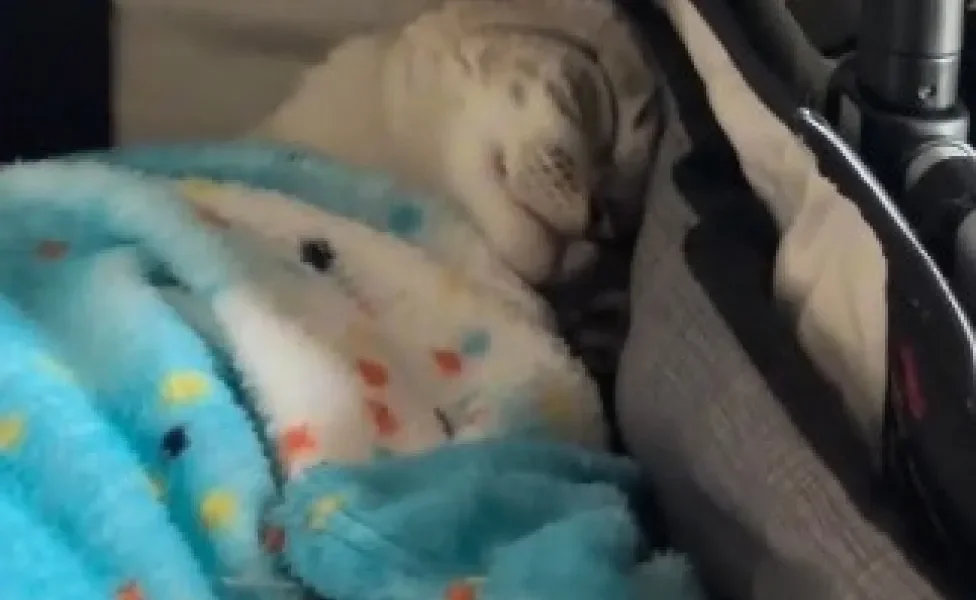 gato dormindo dentro de carrinho de bebê