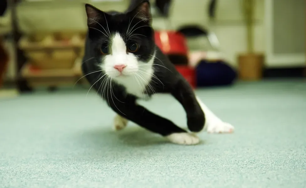 gato correndo dentro de casa