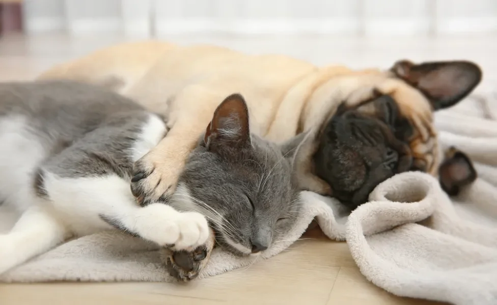 gato e cachorro deitados em cima de manta
