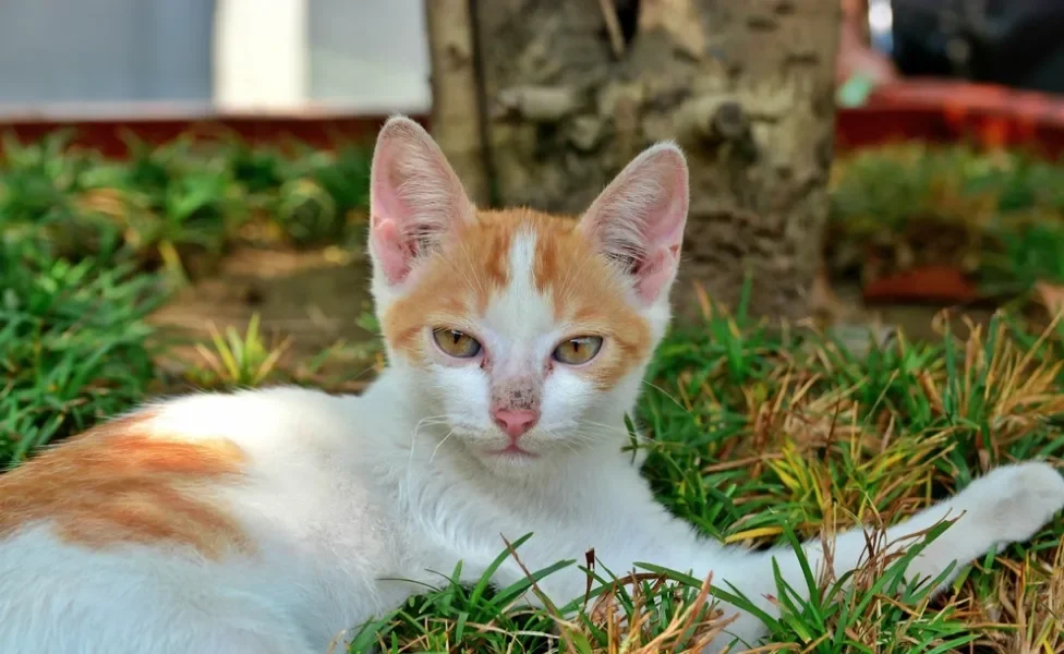 gato egeu deitado na grama