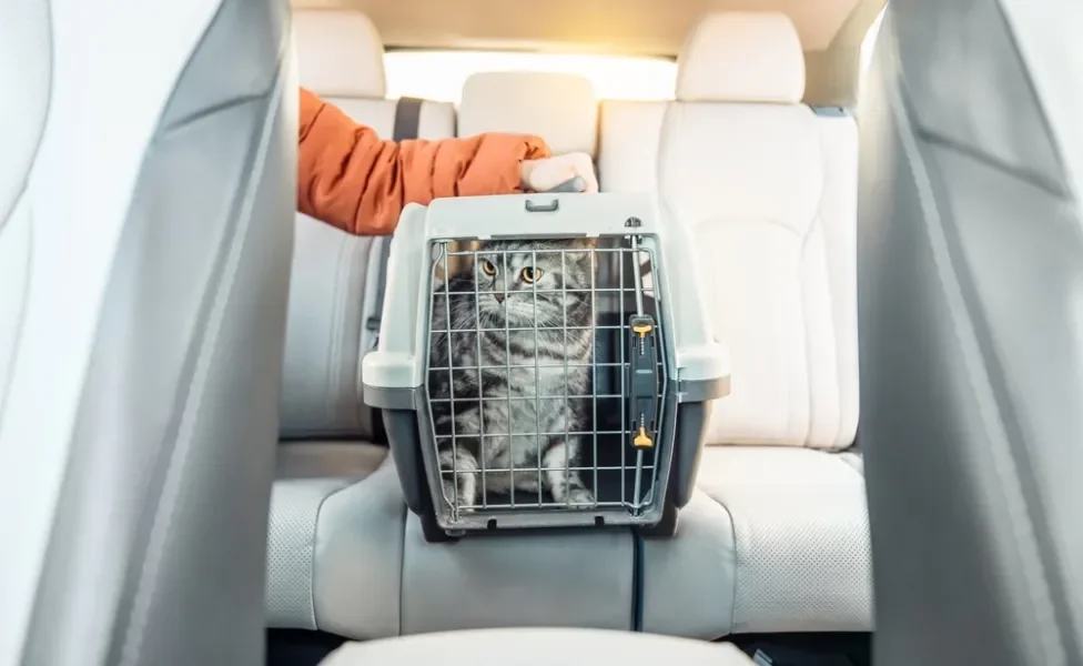 gato estressado dentro da caixa de transporte no carro