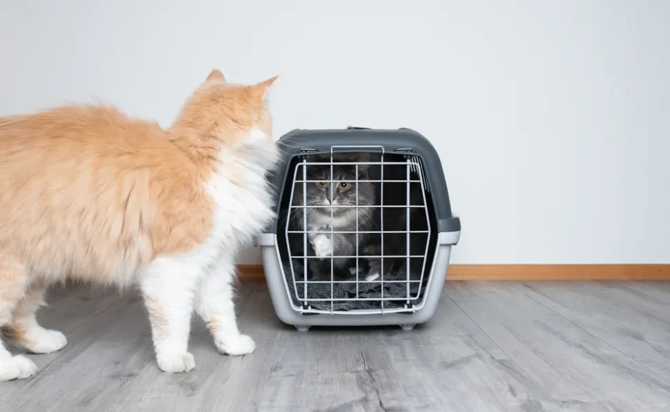 gato filhote na caixa de transporte olhando outro gato