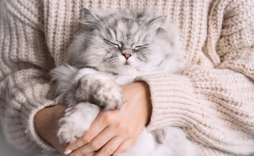 raças de gato: persa no colo