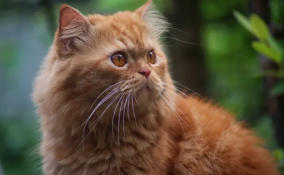 rosto de gato Persa