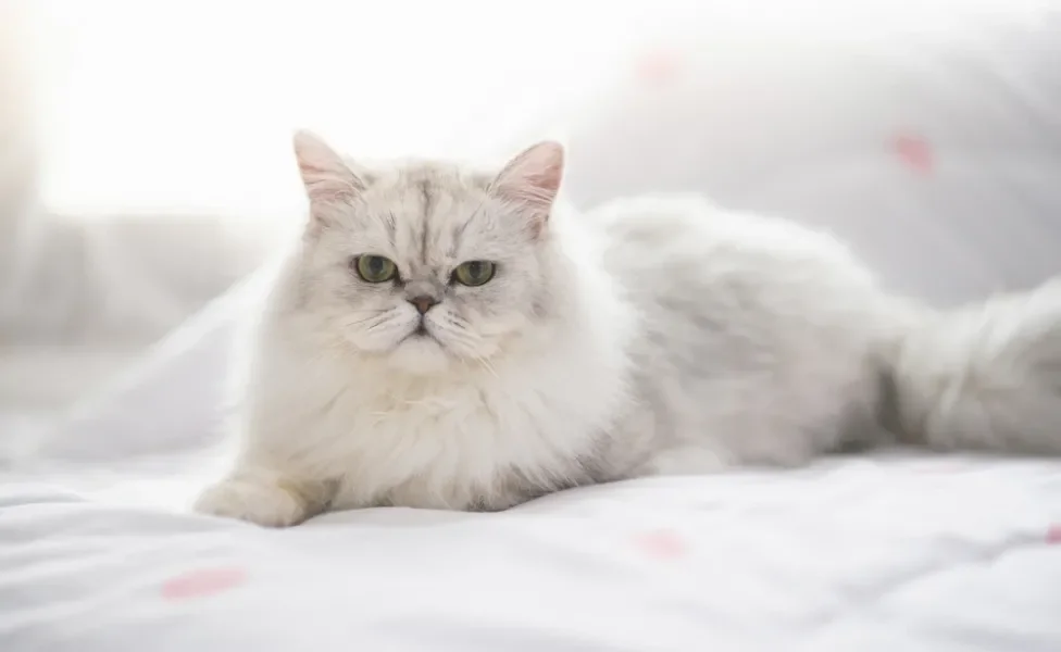 gato persa deitado na cama