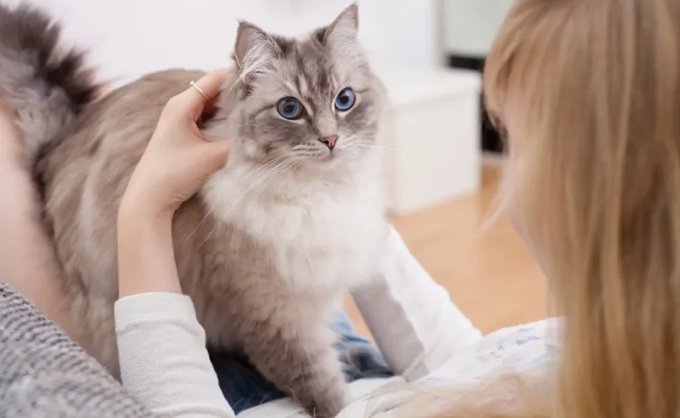 gato ragdoll recebendo carinho