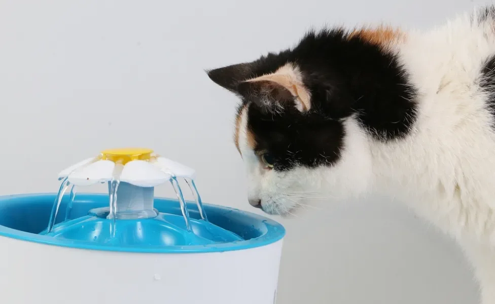 gato renal bebendo água na fonte de água para gatos