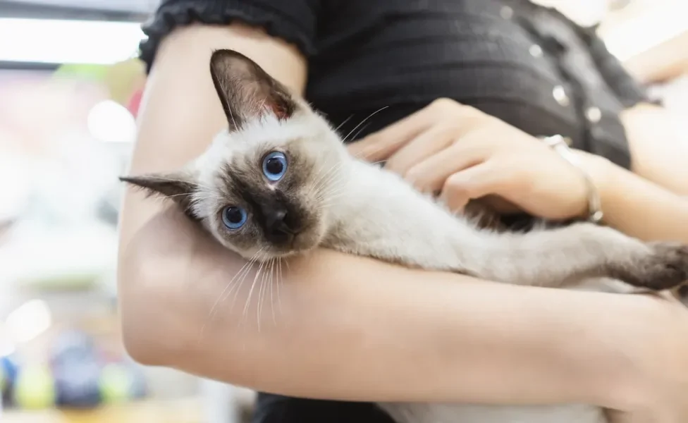 raças de gato: siamês no colo de tutor