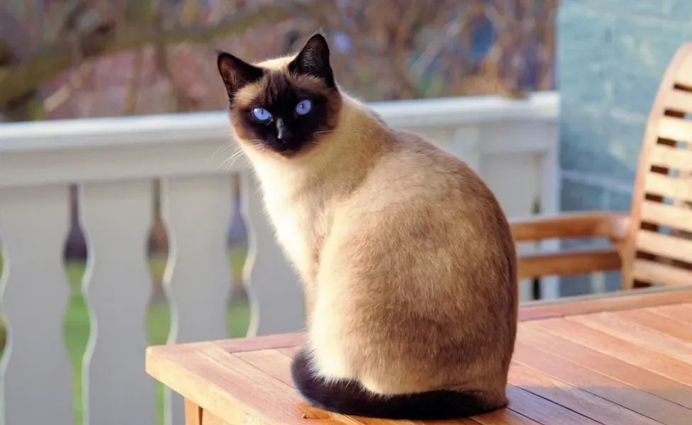 gato siamês na varanda