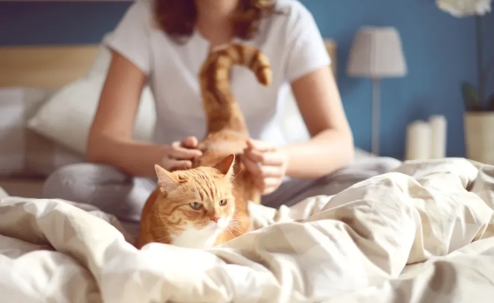 Gato laranja na cama com a dona