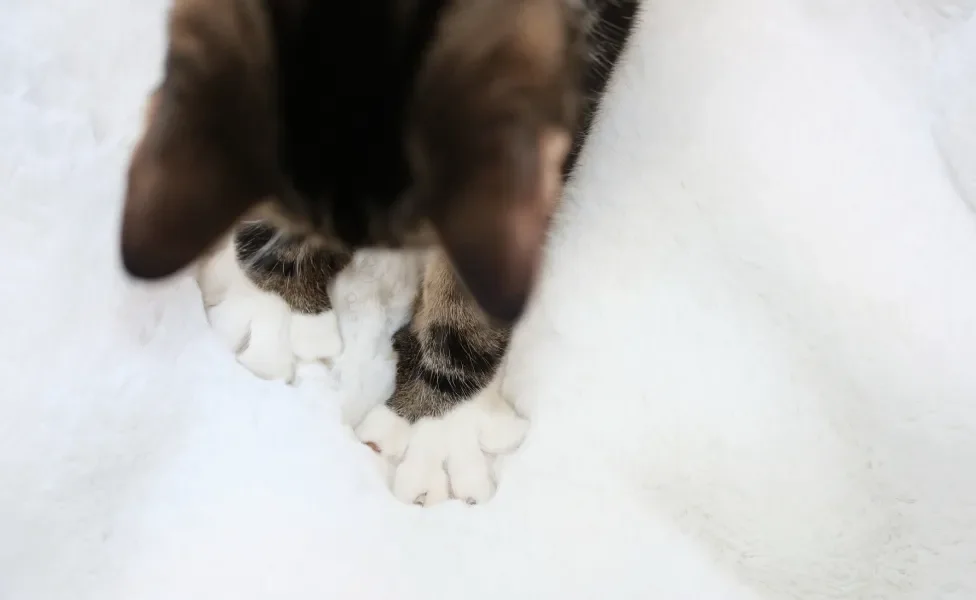 Gato amassando pãozinho em cobertor branco