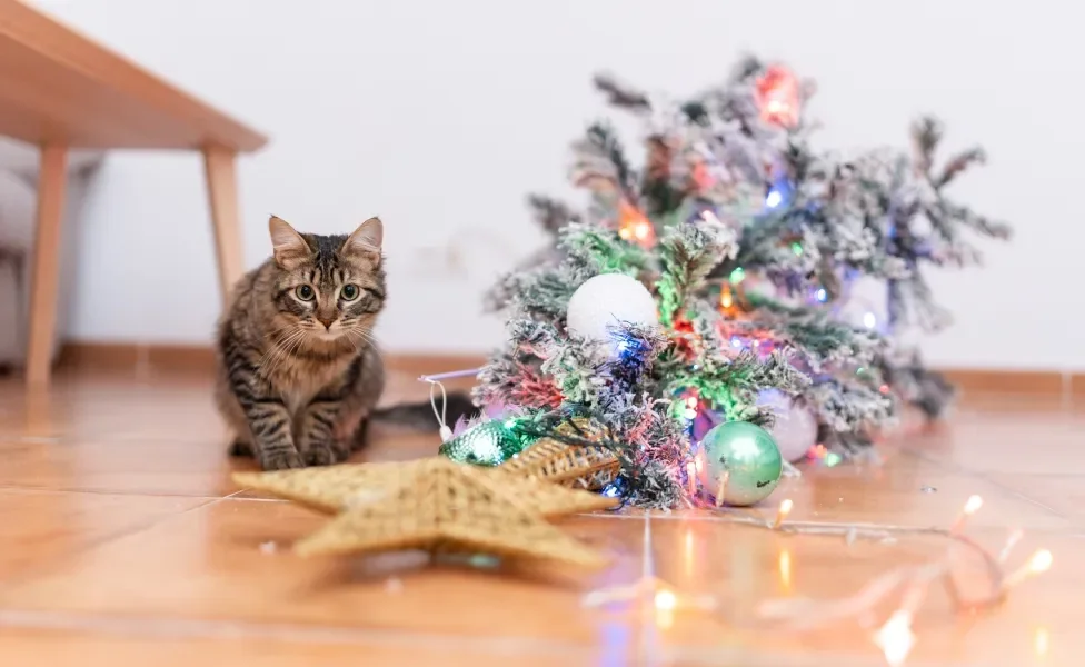 Gato ao lado de árvore de Natal caída no chão