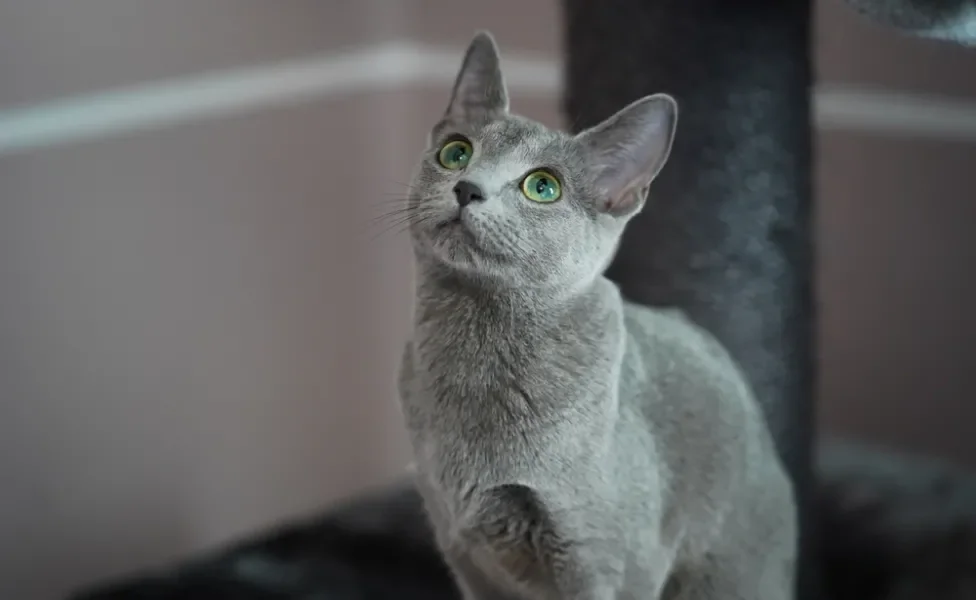 Gato Azul Russo