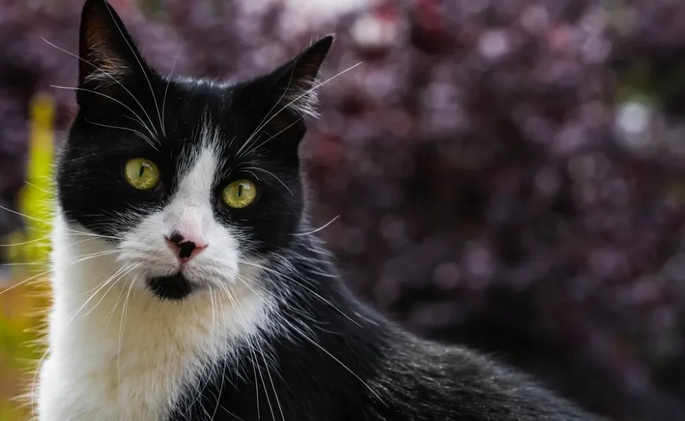 gato bicolor preto e branco