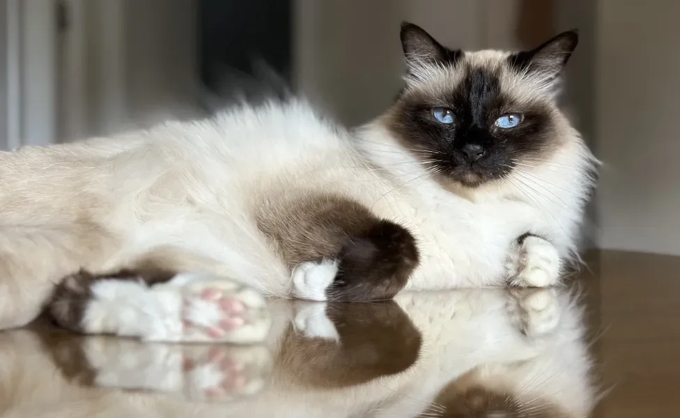 Gato peludo deitado no chão