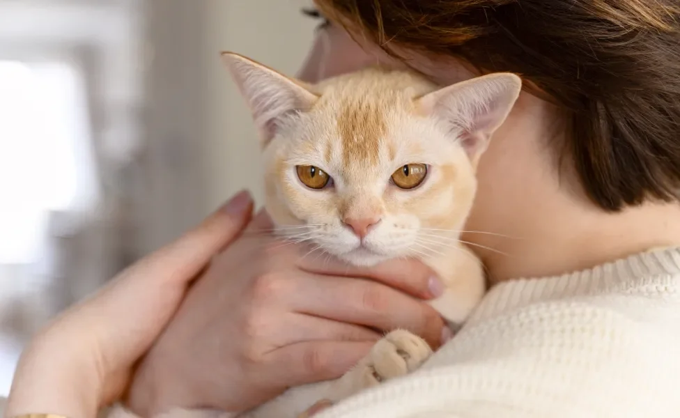Gato Burmês champanhe no colo de tutor
