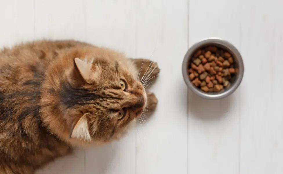 Gato peludo rajado visto do alto em frente a um pote com ração