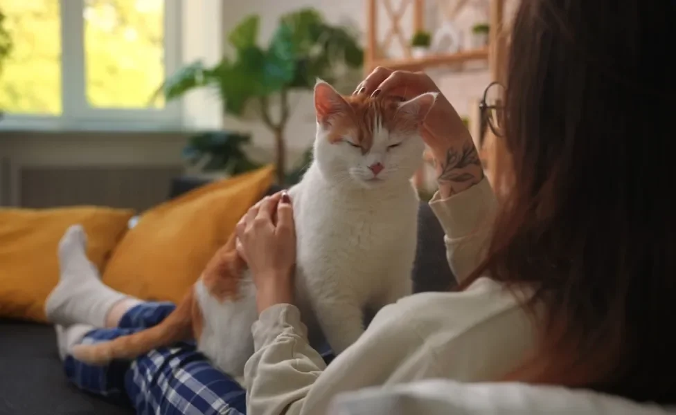 Gato recebendo carinho no colo da dona