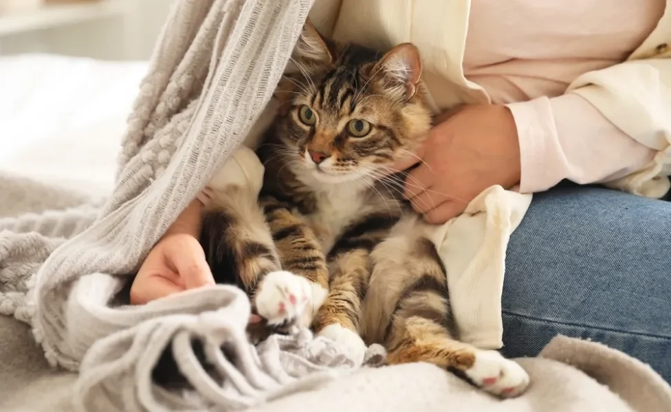 Gato aconchegado com a dona em um cobertor