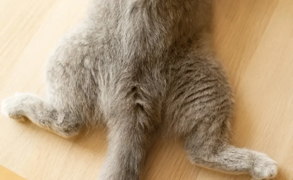 Gato com verme arrastando a bunda no chão