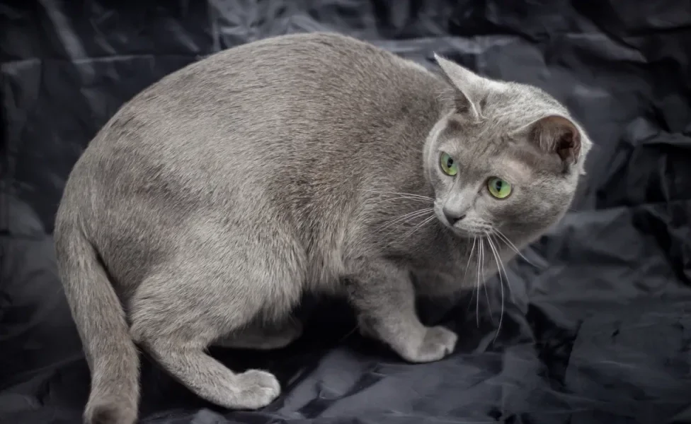 Gato Korat  em fundo escuro