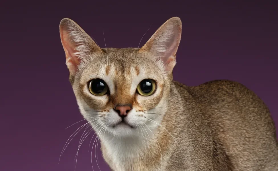 Gato Singapura em destaque