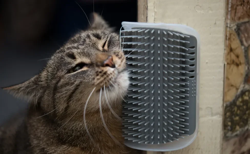 Gato se esfregando em escova massageadora de parede