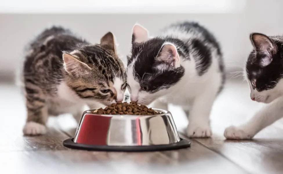 Filhotes de gato comendo ração no pote