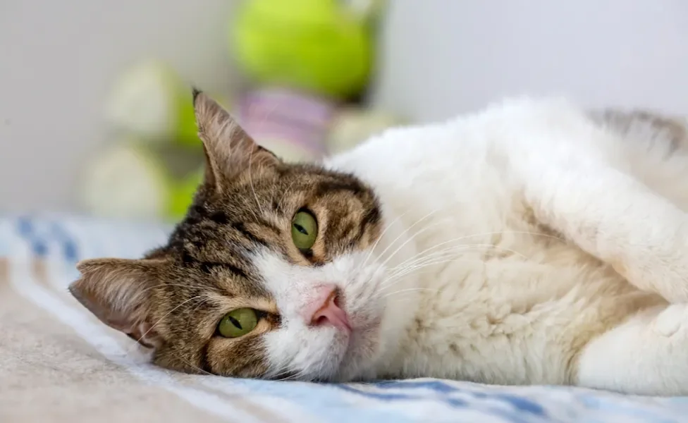 gato idoso deitado na cama
