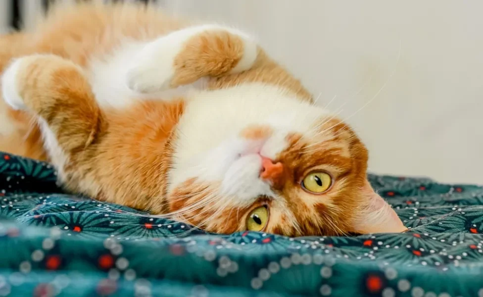 Gato laranja e branco deitado com a barriga para cima