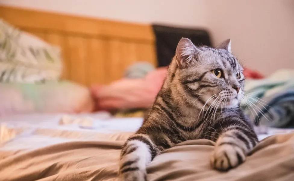Gato cinza e preto deitado em cama confortavelmente