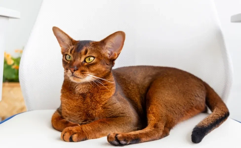 Gato marrom da raça Abissínio deitado em um sofá branco