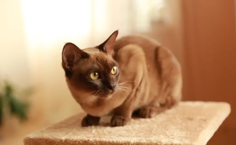 Gato marrom da raça Birmanês em cima de um brinquedo para gatos