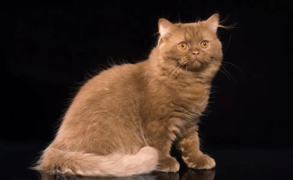 Gato marrom da raça British Longhair em ambiente preto