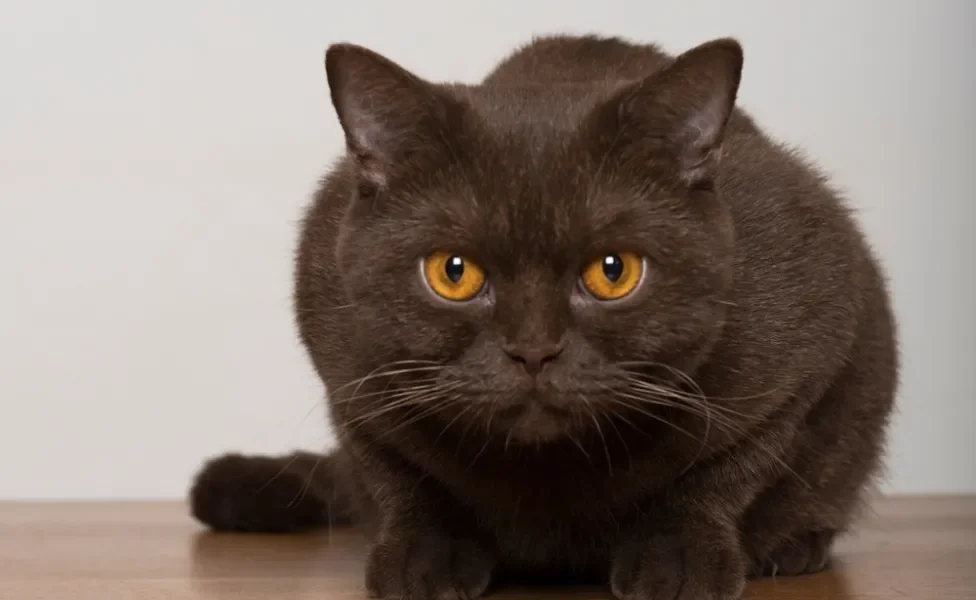 Gato marrom da raça British Shorthair