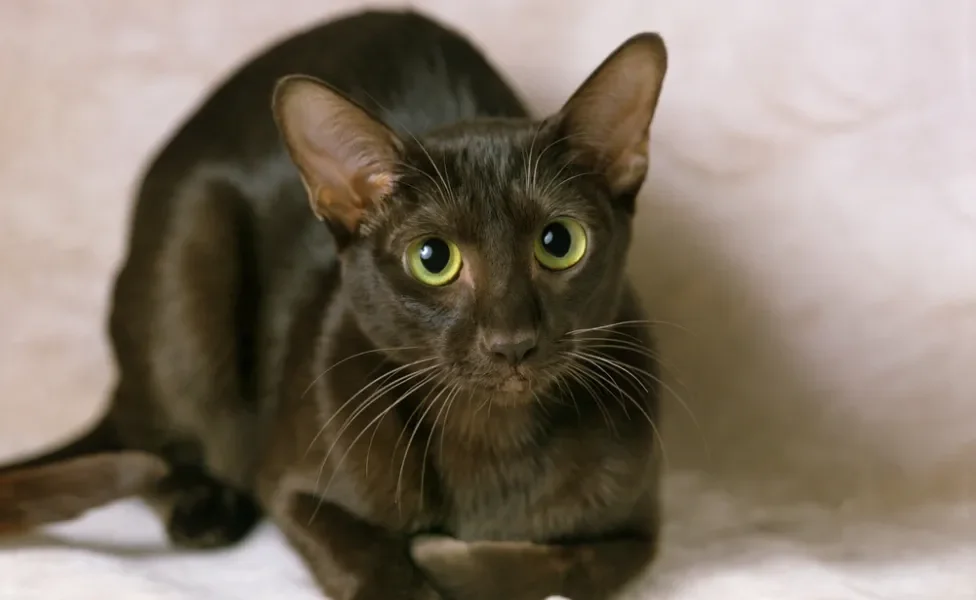 Gato marrom da raça Havana deitado