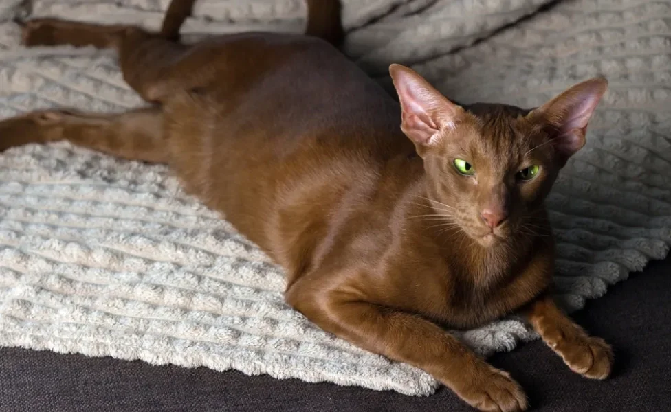 Gato marrom da raça Oriental Shorthair deitado em cima de um cobertor cinza