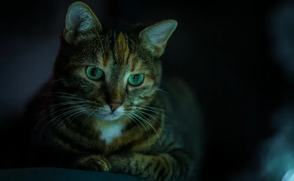 Gato deitado em ambiente escuro