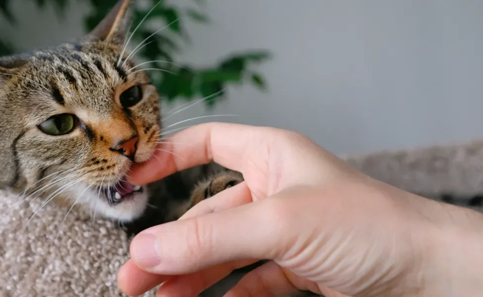 Gato mordendo dedo de pessoa