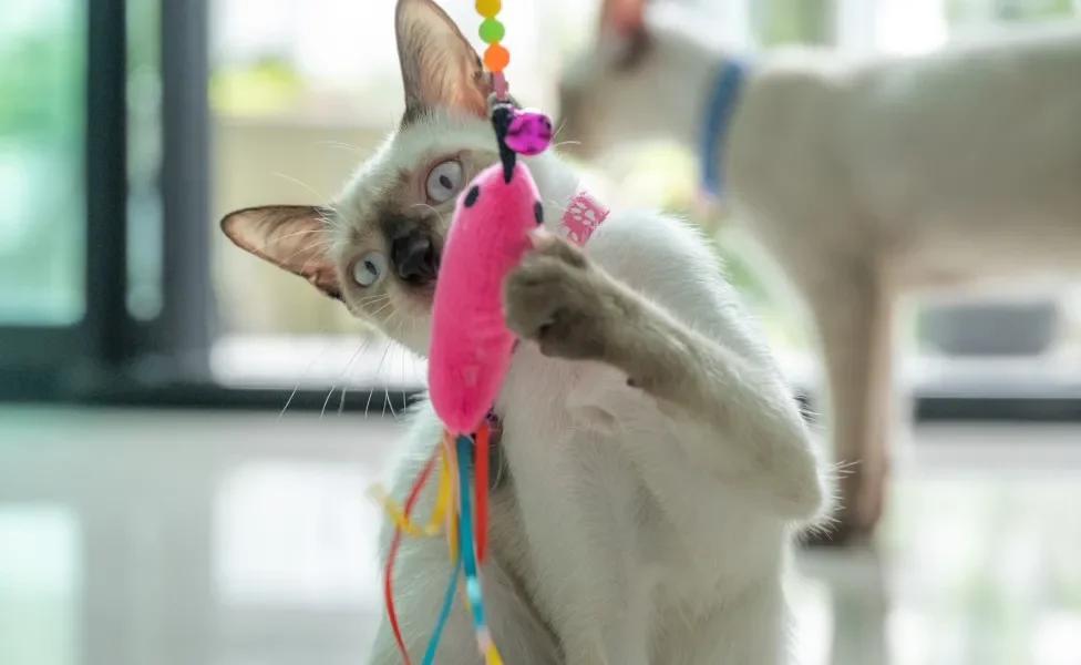 Gato mordendo brinquedo