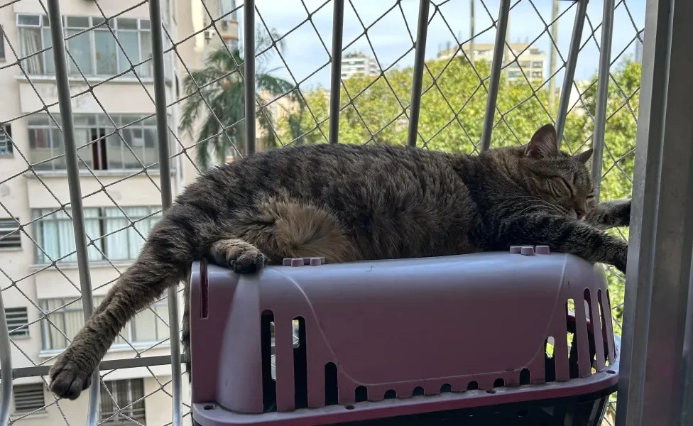gato na janela
