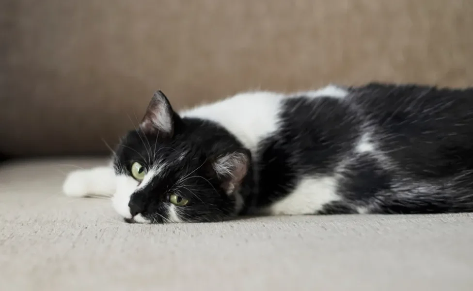Gato branco e preto deitado no chão