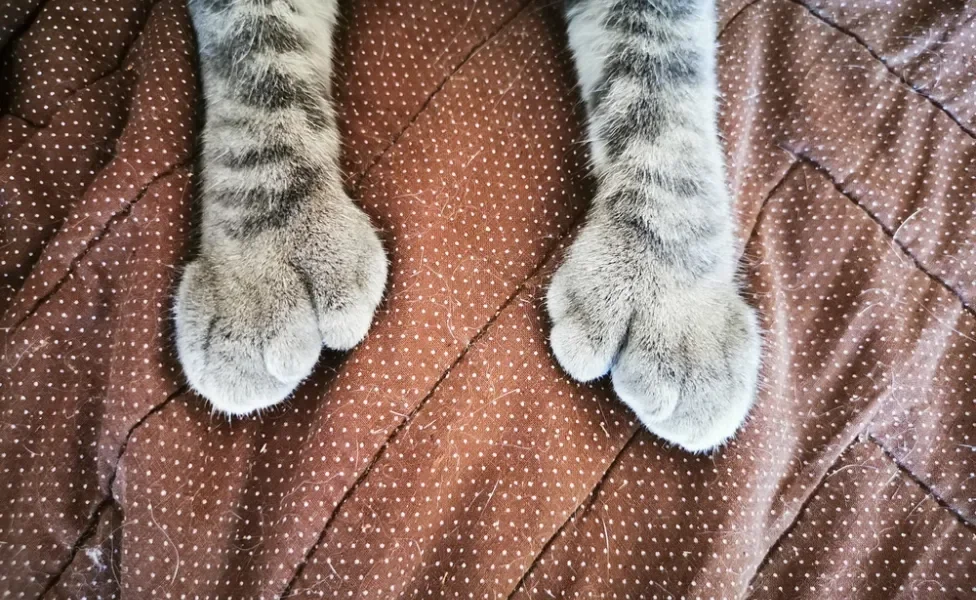 Patas de gato com polidactilia